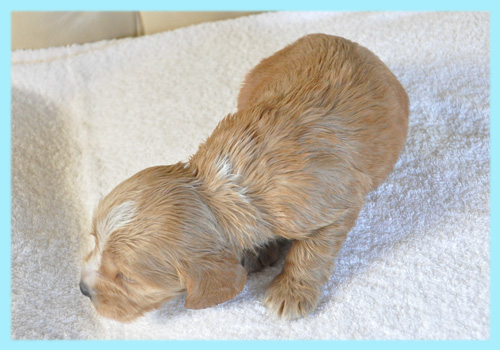 イングリッシュコッカースパニエル　レッド　オス　子犬販売の専門店　AngelWan　横浜