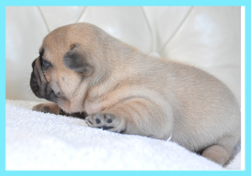 フレンチブルドッグ　フォーン　オス　子犬販売の専門店　AngelWan　横浜
