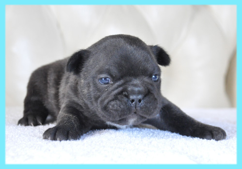 フレンチブルドッグ　ブリンドル　オス　子犬販売の専門店　AngelWan　横浜