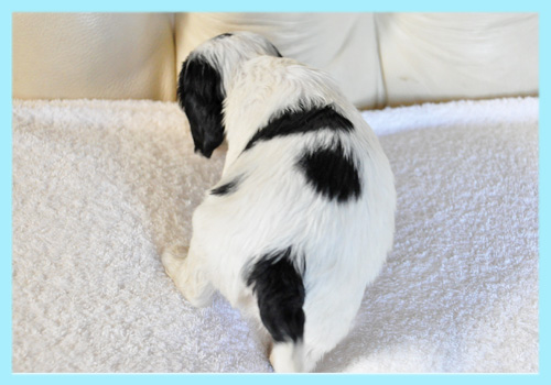 イングリッシュコッカースパニエル ブラック&ホワイト オス 子犬販売の専門店 AngelWan 横浜