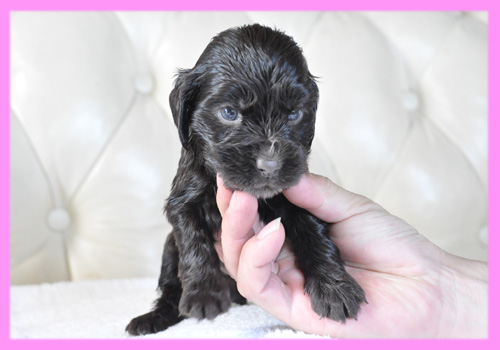 イングリッシュコッカースパニエル　チョコレート　メス　子犬販売の専門店　AngelWan　横浜