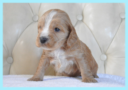 イングリッシュコッカースパニエル　レッド　オス　子犬販売の専門店　AngelWan　横浜