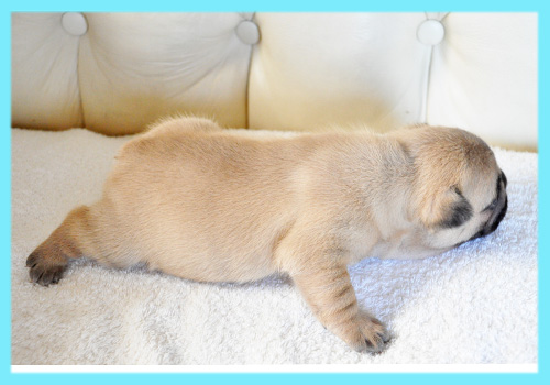 フレンチブルドッグ　フォーン　オス　子犬販売の専門店　AngelWan　横浜