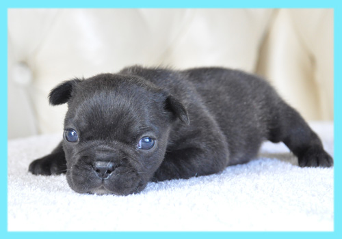 フレンチブルドッグ　ブリンドル　オス　子犬販売の専門店　AngelWan　横浜