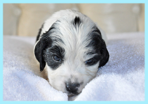 イングリッシュコッカースパニエル ブラック&ホワイト オス 子犬販売の専門店 AngelWan 横浜