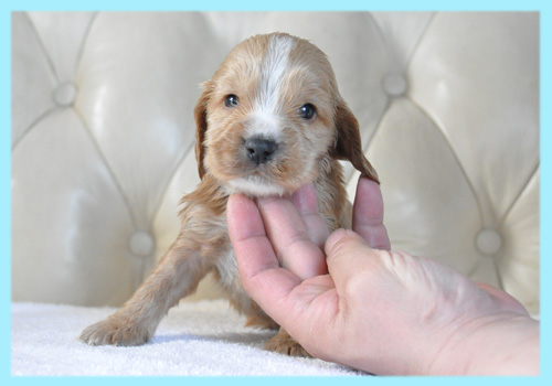 イングリッシュコッカースパニエル　レッド　オス　子犬販売の専門店　AngelWan　横浜