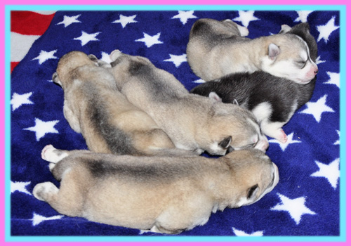 シベリアンハスキー　子犬販売の専門店　AngelWan　横浜