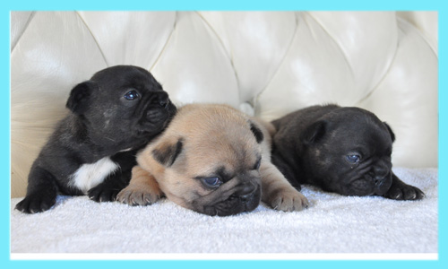 フレンチブルドッグ　オス　子犬販売の専門店　AngelWan　横浜