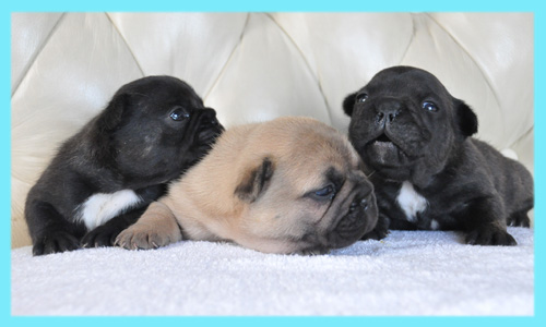 フレンチブルドッグ　子犬販売の専門店　AngelWan　横浜