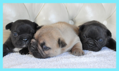 フレンチブルドッグ　オス　子犬販売の専門店　AngelWan　横浜