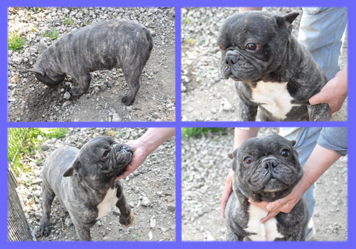 フレンチブルドッグ　父犬　子犬販売の専門店　AngelWan　横浜