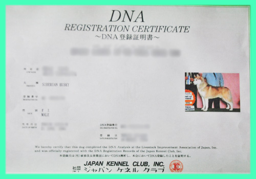 シベリアンハスキー　父犬　DNA登録証明書　子犬販売の専門店　AngelWan　横浜