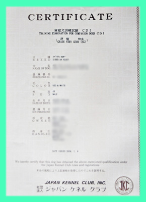 シベリアンハスキー　父犬　CD1合格証書　子犬販売の専門店　AngelWan　横浜