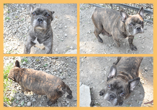 フレンチブルドッグ　母犬　子犬販売の専門店　AngelWan　横浜