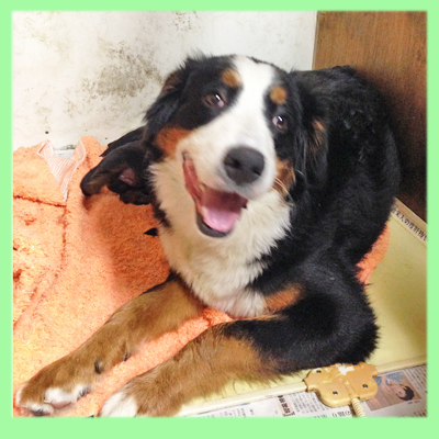 ミックス　母犬　子犬販売の専門店　AngelWan　横浜