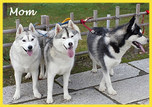 シベリアンハスキー　母犬　子犬販売の専門店　AngelWan　横浜