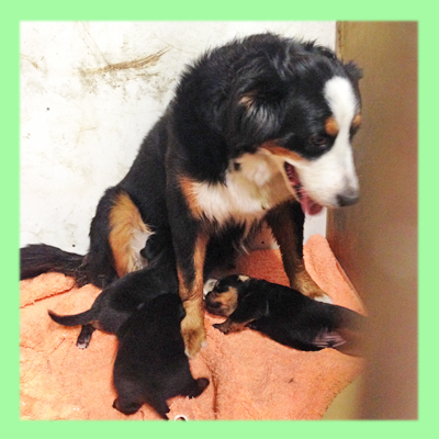 ミックス　母犬　子犬販売の専門店　AngelWan　横浜