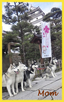 シベリアンハスキー　母犬　子犬販売の専門店　AngelWan　横浜