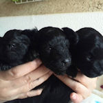 ミックス 子犬販売の専門店 AngelWan ブリーダー