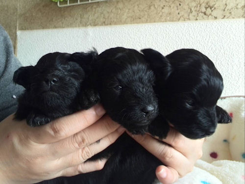 子犬販売の専門店 AngelWan 横浜 ミックス