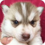 シベリアンハスキー レッド&ホワイト オス 子犬販売の専門店 AngelWan 横浜