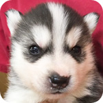 シベリアンハスキー　ブラック＆ホワイト　オス　子犬販売の専門店　AngelWan　横浜