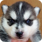 シベリアンハスキー　ブラック＆ホワイト　オス　子犬販売の専門店　AngelWan　横浜