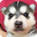 シベリアンハスキー　ブラック＆ホワイト　メス　子犬販売の専門店　AngelWan　横浜