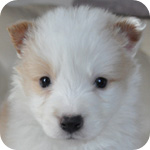 ボーダーコリー　レッド＆ホワイト　オス　子犬販売の専門店　AngelWan　横浜