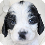 イングリッシュコッカースパニエル ブラック&ホワイト オス 子犬販売の専門店 AngelWan 横浜