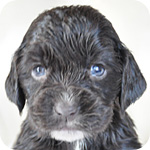 イングリッシュコッカースパニエル チョコレート メス 子犬販売の専門店 AngelWan 横浜