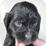 イングリッシュコッカースパニエル　チョコレート　メス　子犬販売の専門店　AngelWan　横浜