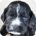 イングリッシュコッカースパニエル　ブラック　メス　子犬販売の専門店　AngelWan　横浜