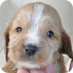 イングリッシュコッカースパニエル　レッド　オス　子犬販売の専門店　AngelWan　横浜