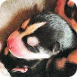 シベリアンハスキー　ブラック＆ホワイト　子犬販売の専門店　AngelWan　横浜