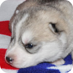 シベリアンハスキー シルバー&ホワイト メス 子犬販売の専門店 AngelWan 横浜