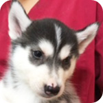 シベリアンハスキー　ブラック＆ホワイト　メス　子犬販売の専門店　AngelWan　横浜