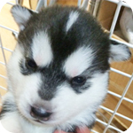 シベリアンハスキー　メス　ブラック＆ホワイト　子犬販売の専門店　AngelWan　横浜
