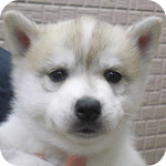シベリアンハスキー シルバー&ホワイト メス 子犬販売の専門店 AngelWan 横浜