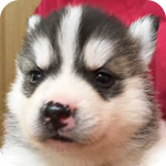 シベリアンハスキー ブラック&ホワイト メス 子犬販売の専門店 AngelWan 横浜