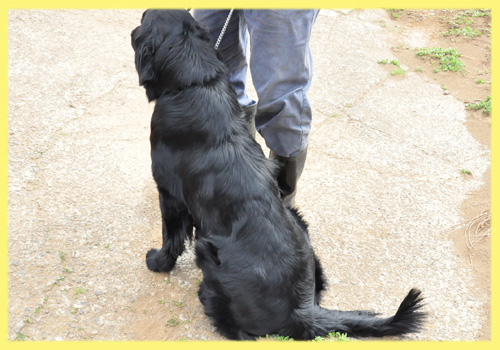 フラットコーテッドレトリバー　父犬　子犬販売の専門店　AngelWan　横浜