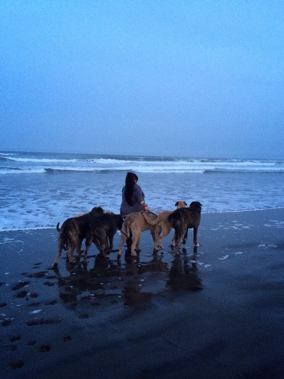 アイリッシュウルフハウンド　ブリーダー　子犬