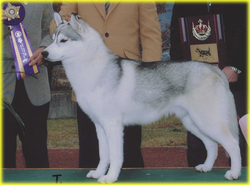 シベリアンハスキー　父犬　子犬販売の専門店　AngelWan　横浜