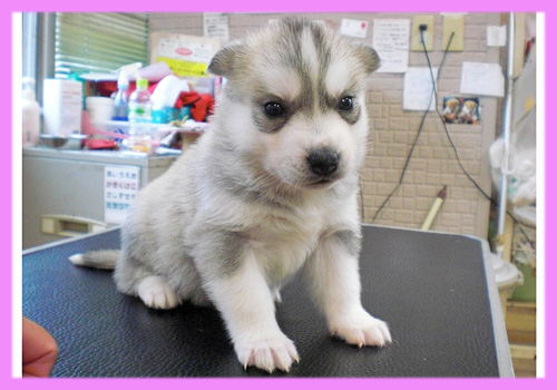 シベリアンハスキー シルバー&ホワイト メス 子犬販売の専門店 AngelWan 横浜