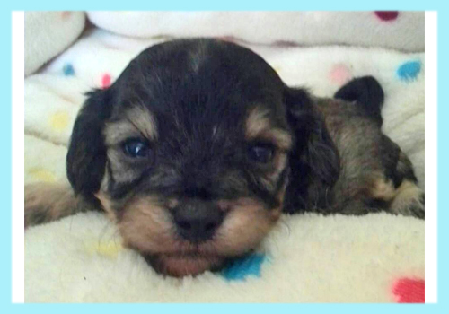ミックス　マルプー　ブラック＆タン　オス　子犬販売の専門店　AngelWan　横浜