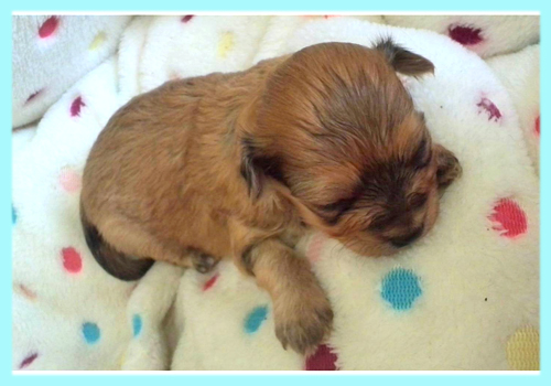 ミックス チワプー レッド オス 子犬販売の専門店 AngelWan 横浜