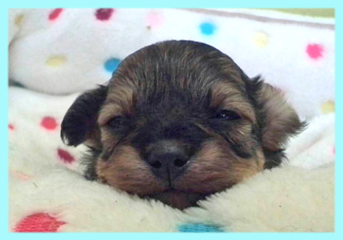 ミックス チワプー ブラック&タン オス 子犬販売の専門店 AngelWan 横浜