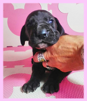 グレートデーン　ブラック　メス　子犬販売の専門店　AngelWan　横浜