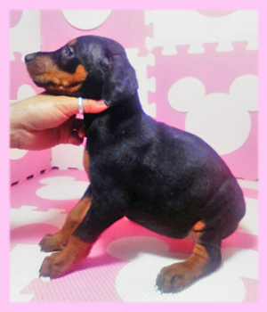 ドーベルマン　ブラック＆タン　メス　子犬販売の専門店　AngelWan　横浜