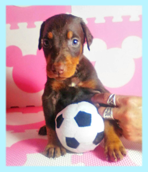 ドーベルマン　チョコレート＆タン　オス　子犬販売の専門店　AngelWan　横浜